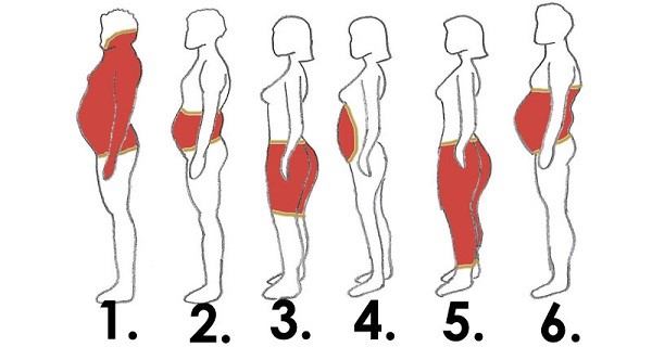 body fat distribution